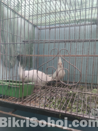 Albino (Red Eye) Cockatiel Jora
